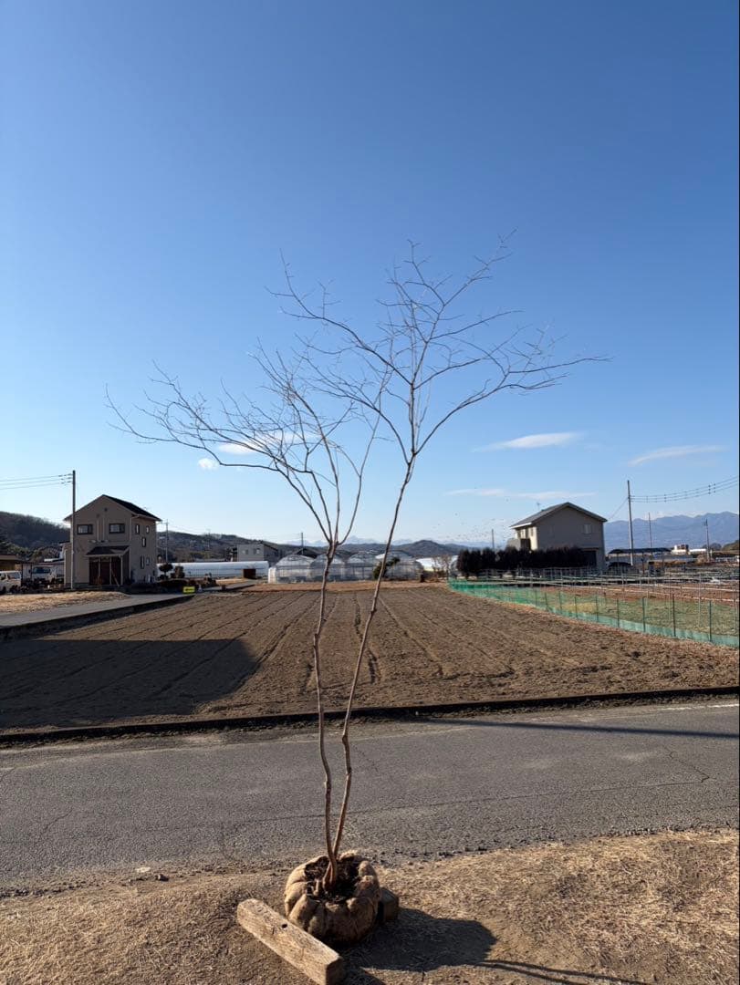 山採り ナツハゼ 自然樹形 - メルカリ