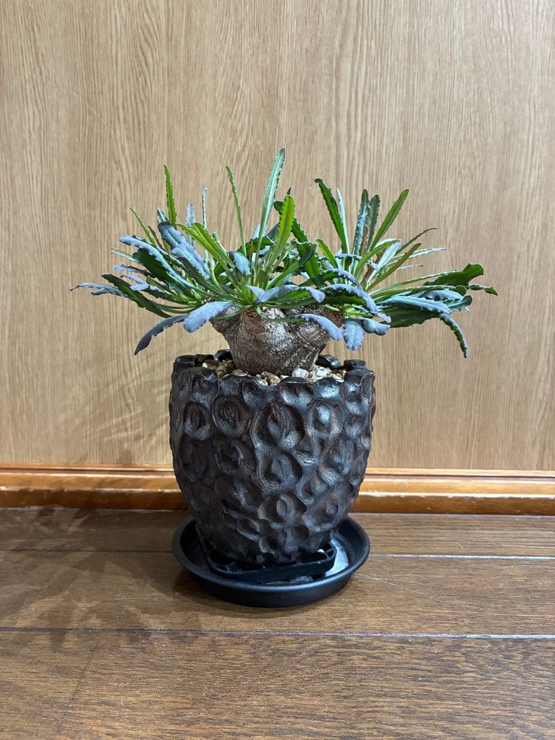 レア　ユーフォルビア　クリスパ　鉢セット　検）パキプス　グラキリス 2026年最新】ユーフォルビア クリスパの人気アイテム - メルカリ