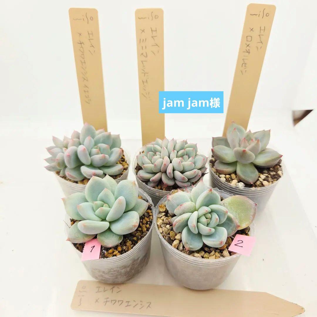 jam jam様 5苗 楽天市場】【ヤムヒル】ヘーゼルナッツ 1年生挿し木苗 西洋ハジバミ