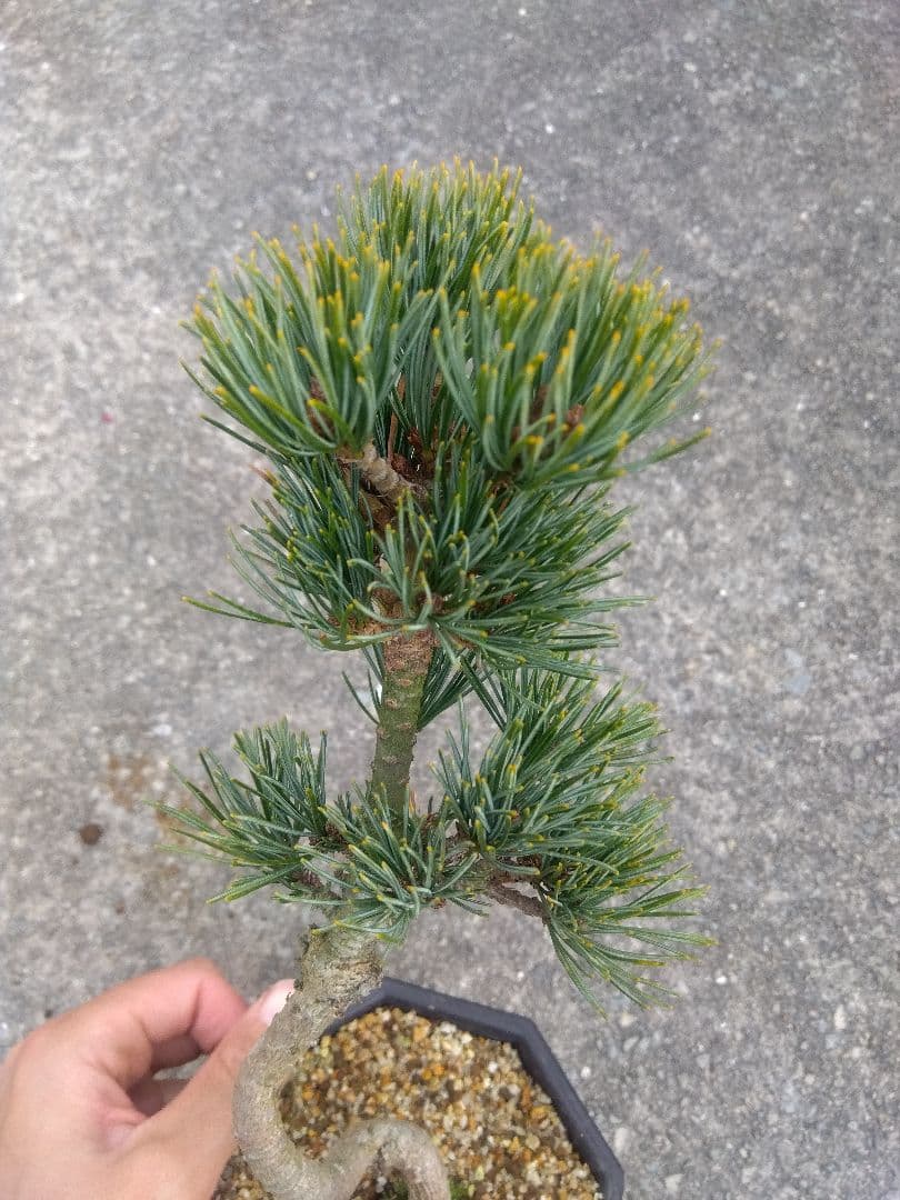 五葉松 斑入り 盆栽 8号陶器鉢つき 曲がり❗美柄❗ ③ 八房