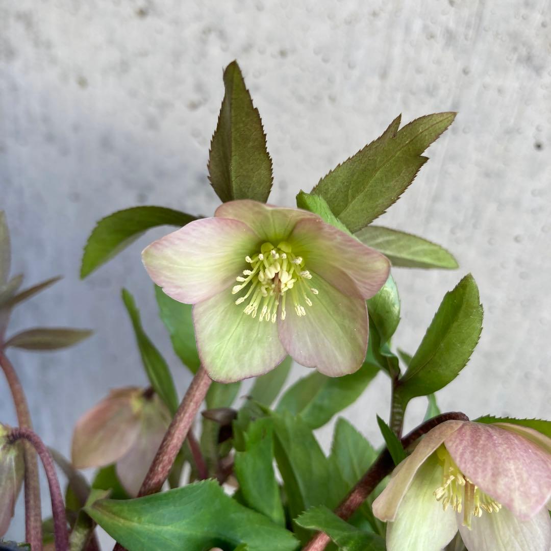 おまとめ2点　meroron＊mama様