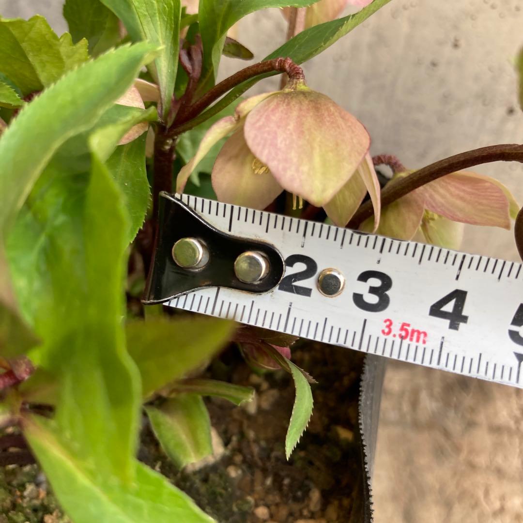 おまとめ2点　meroron＊mama様