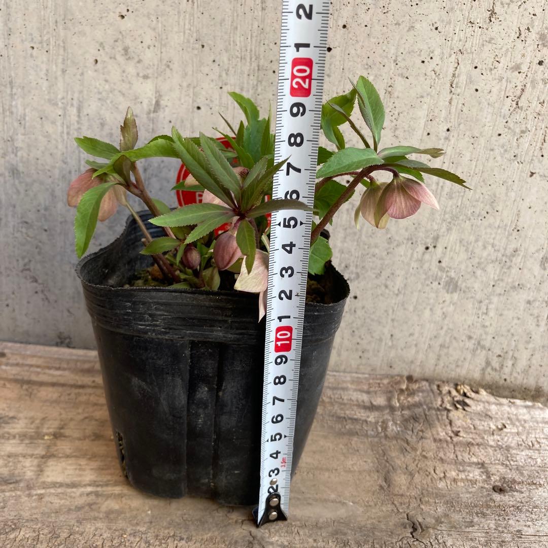 おまとめ2点　meroron＊mama様