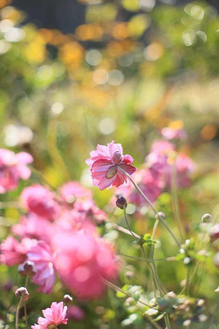 《希少》CANON FL 55mm F1.2 【光学美品】