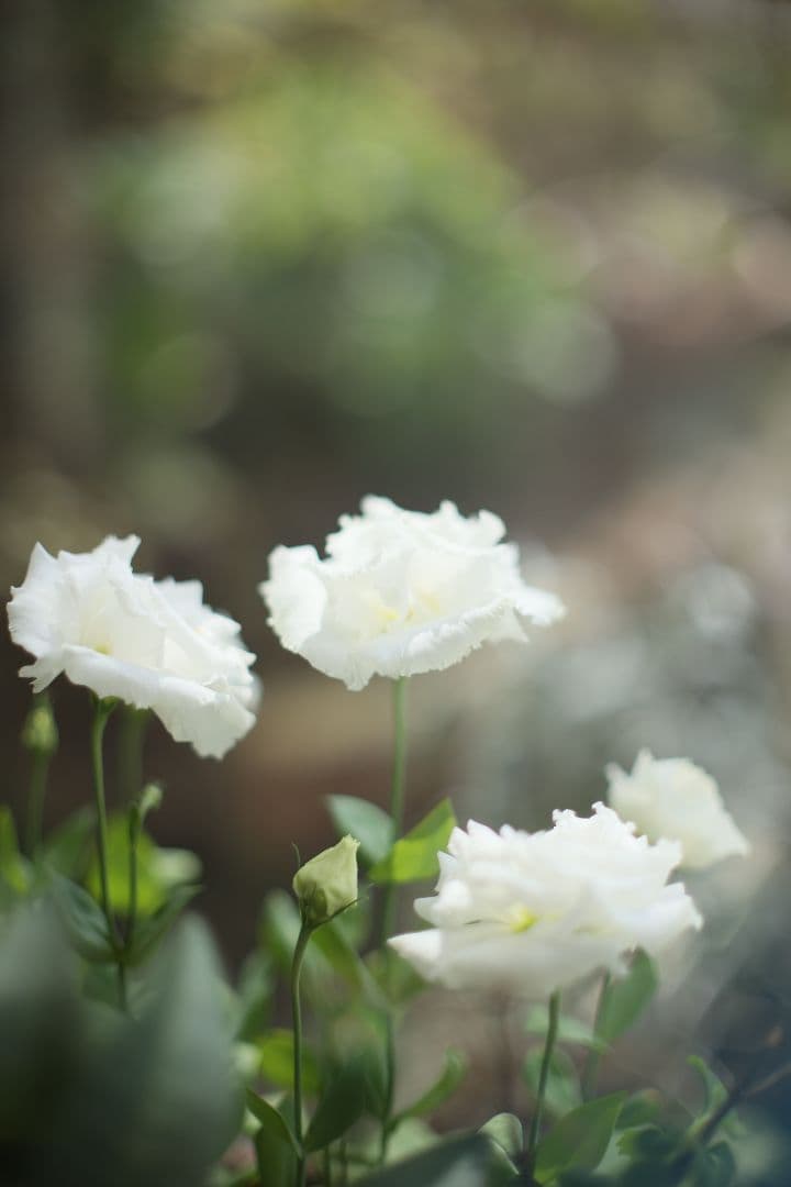 《希少》CANON FL 55mm F1.2 【光学美品】