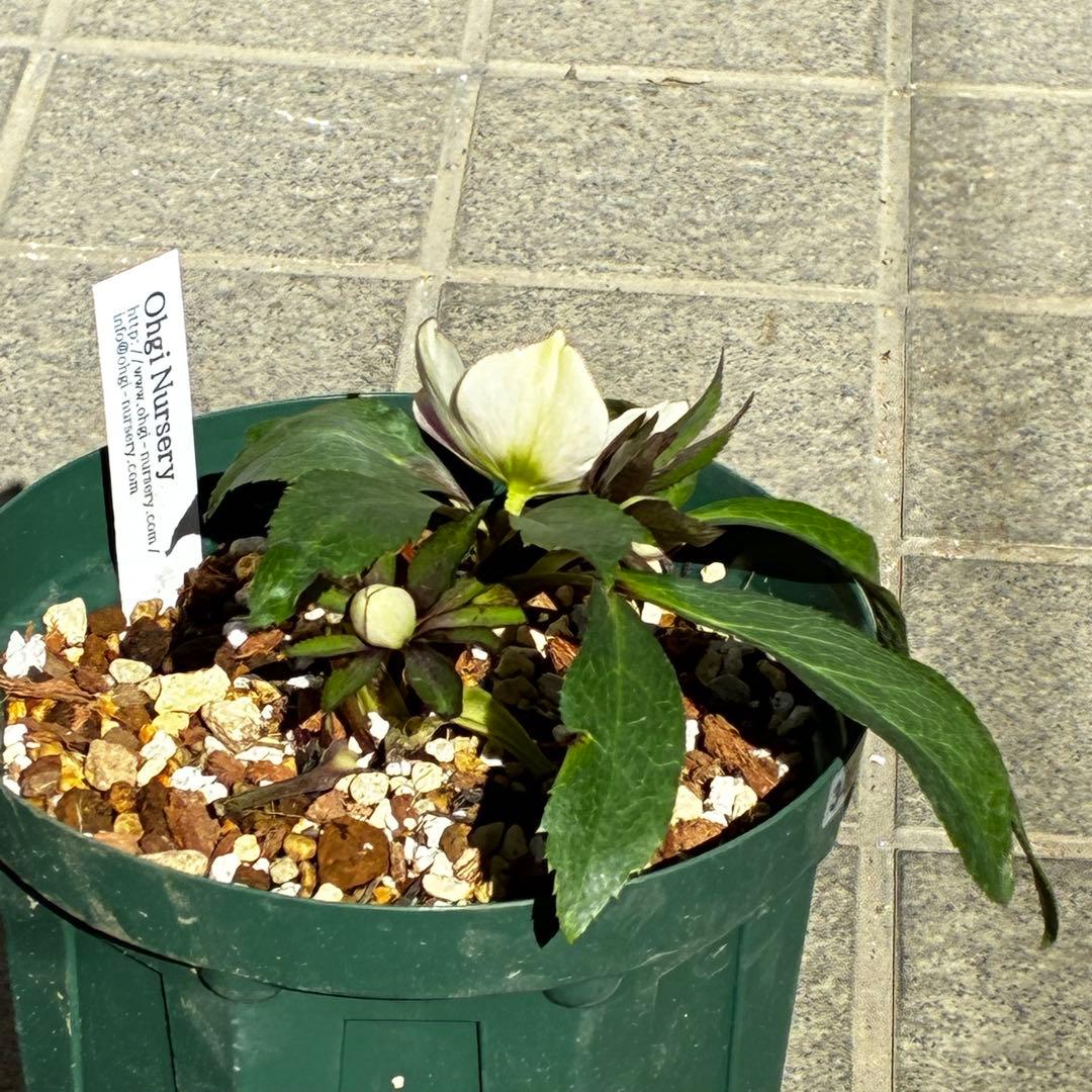 の*ん様 3493☘️蕾花タグ付き☘️超希少☘️筒型SD⭐️ポーセリン⭐️小輪⭐