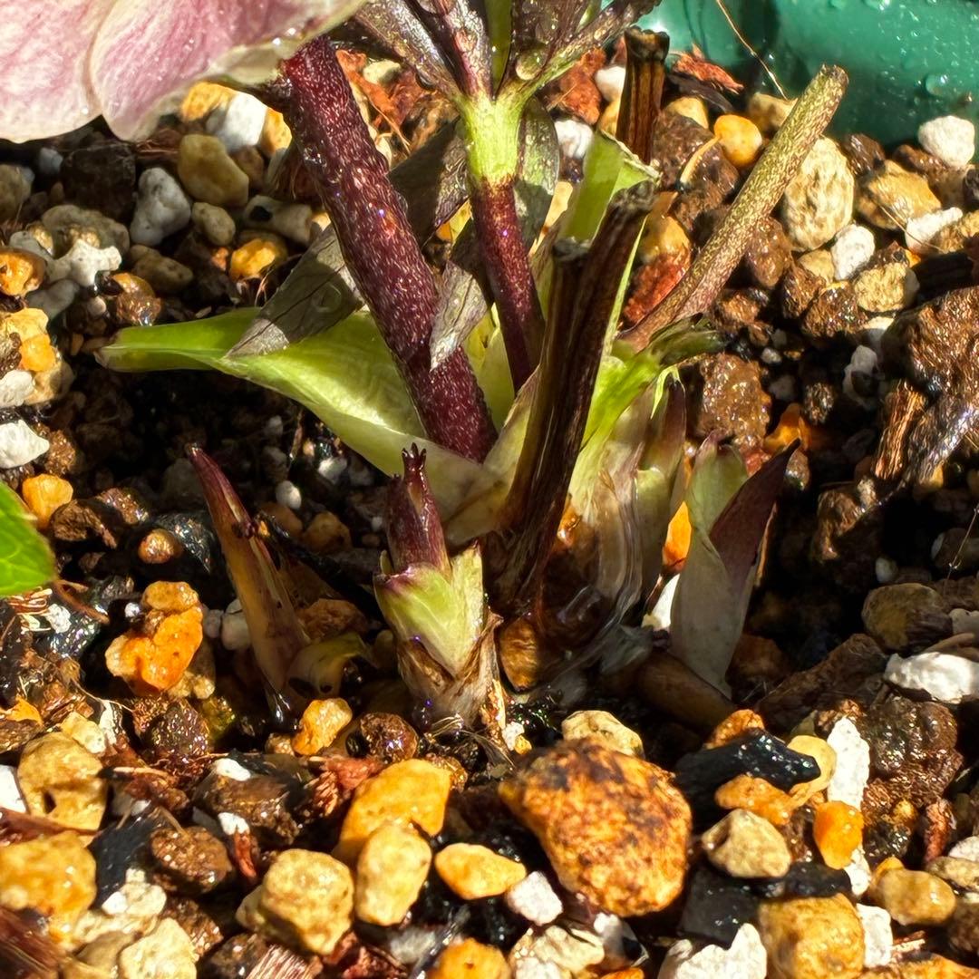 の*ん様 3493☘️蕾花タグ付き☘️超希少☘️筒型SD⭐️ポーセリン⭐️小輪⭐