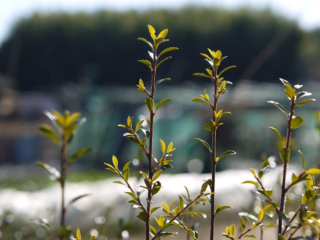 micro4/3レンズ XIAORI 42.5mm f/1.8