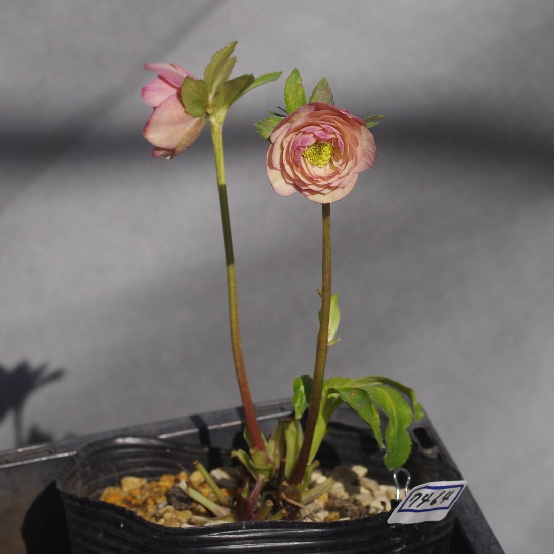 7464 認定！リトルアフロディーテ クリスマスローズ開花 加藤農園