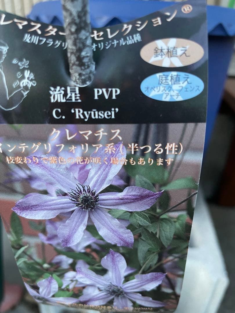 クレマチス 流星 ラベル付き正規品 - メルカリ