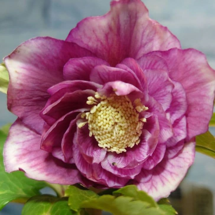 衛*様 ☀️ クリスマスローズ開花株☀️ 6号スリットポット植え ☀ 特価品 クリスマスローズ開花株 半八重〜八重咲き フルーツドロップ