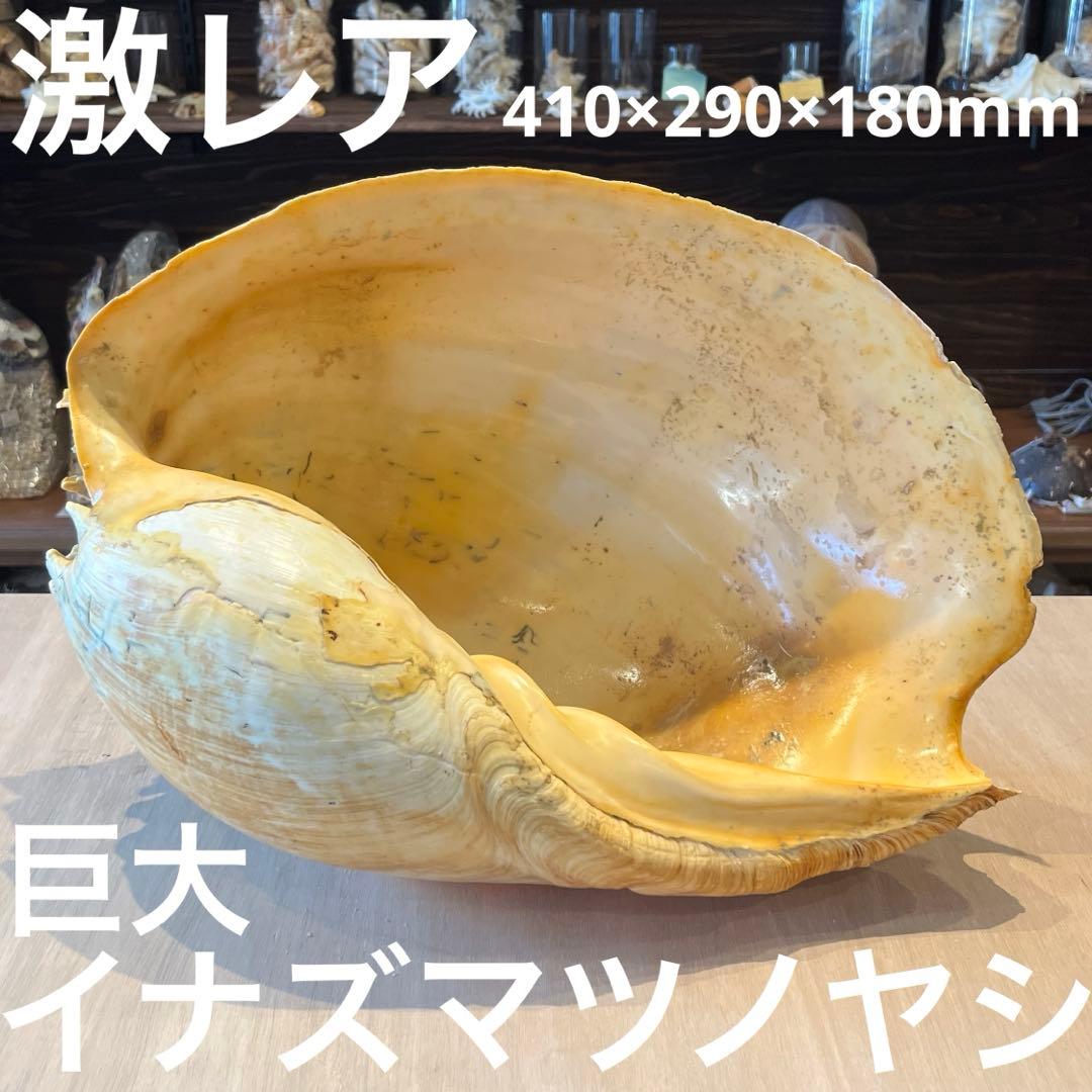 は*ん様 激レア　巨大　オーストラリア産　イナズマツノヤシ イナズマツノヤシガイ : 貝殻ストア - 通販 - Yahoo!ショッピング