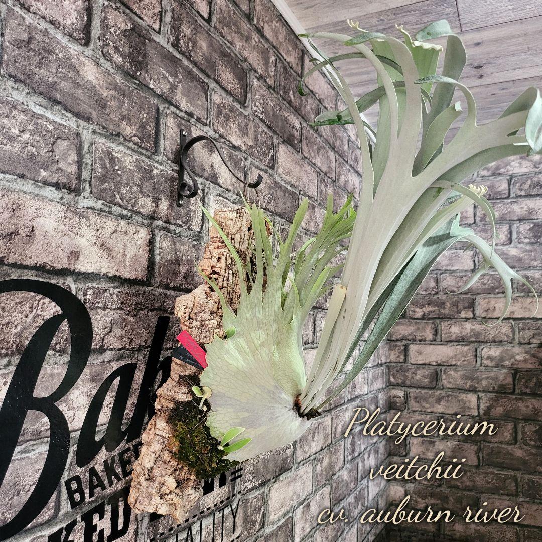 ビカクシダ ベイチー アーバンリバー original PUP AR - メルカリ