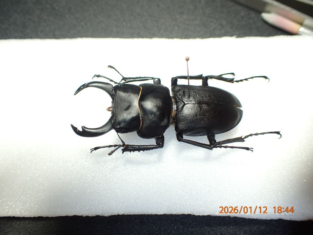 だ*お様 特大!!　54.1㎜　ヒメオオクワガタ 54.1 ㎜ ］大型ほど独特の美しさが！ | Project WILD MUSEUM クワガタ