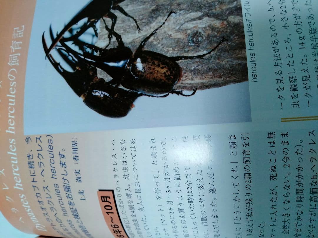 昆虫フィールド 2000 オオクワガタ ヘラクレス タガメ - メルカリ