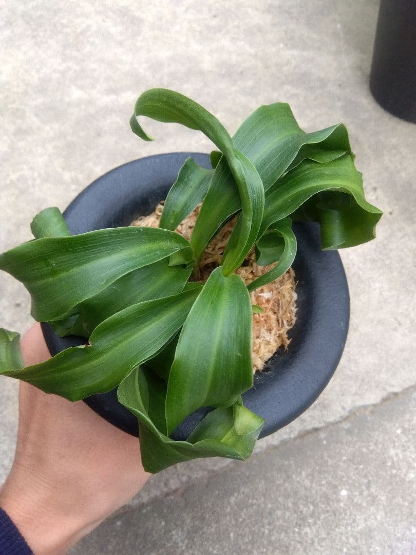 万年青 おもと 獅子 4.5号陶器鉢つき 4株群生❗ ま - メルカリ