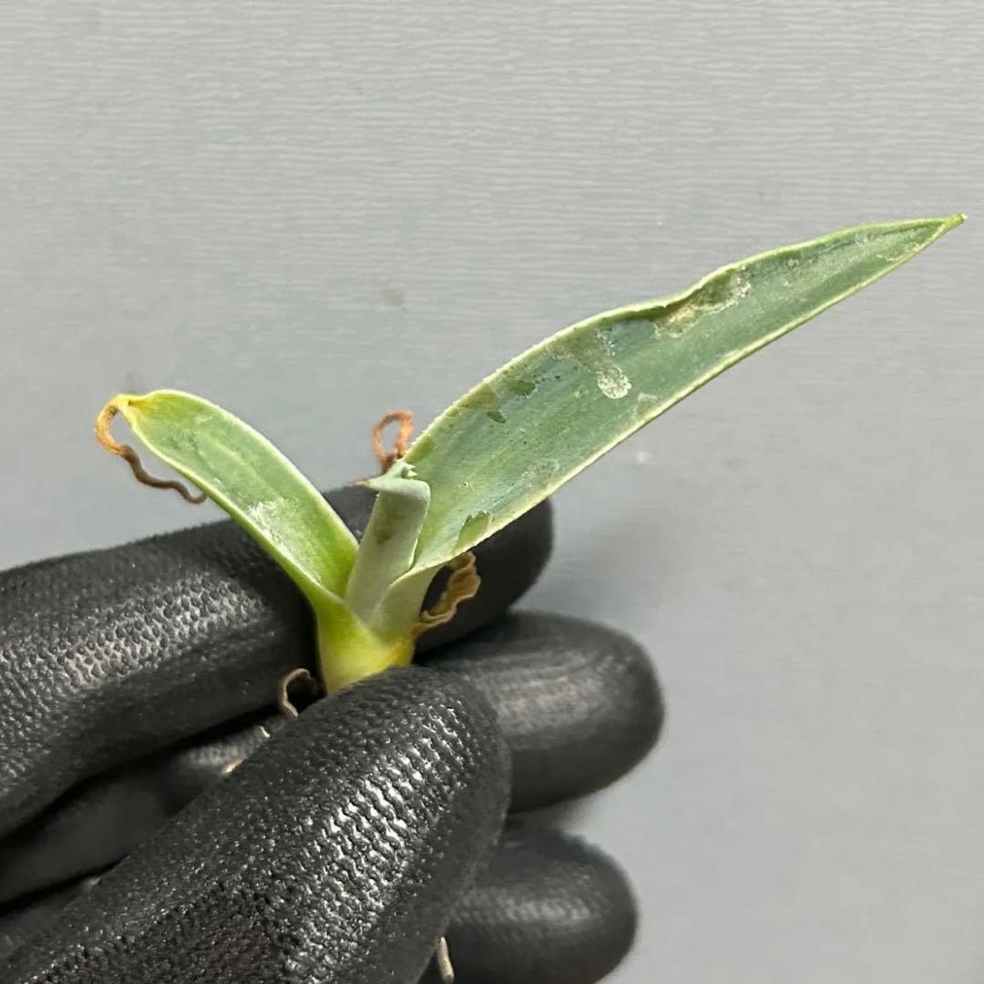 残僅か Agave ovatifolia 'Moby' アガベ オバティフォリア - メルカリ