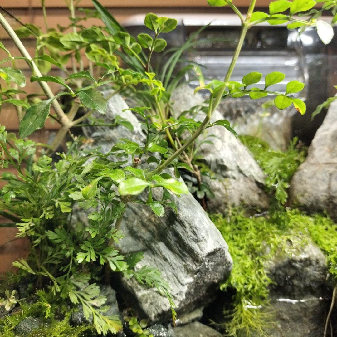 アクアテラリウム完成品】渓流アクアリウム＋テラリウム30cmキューブ