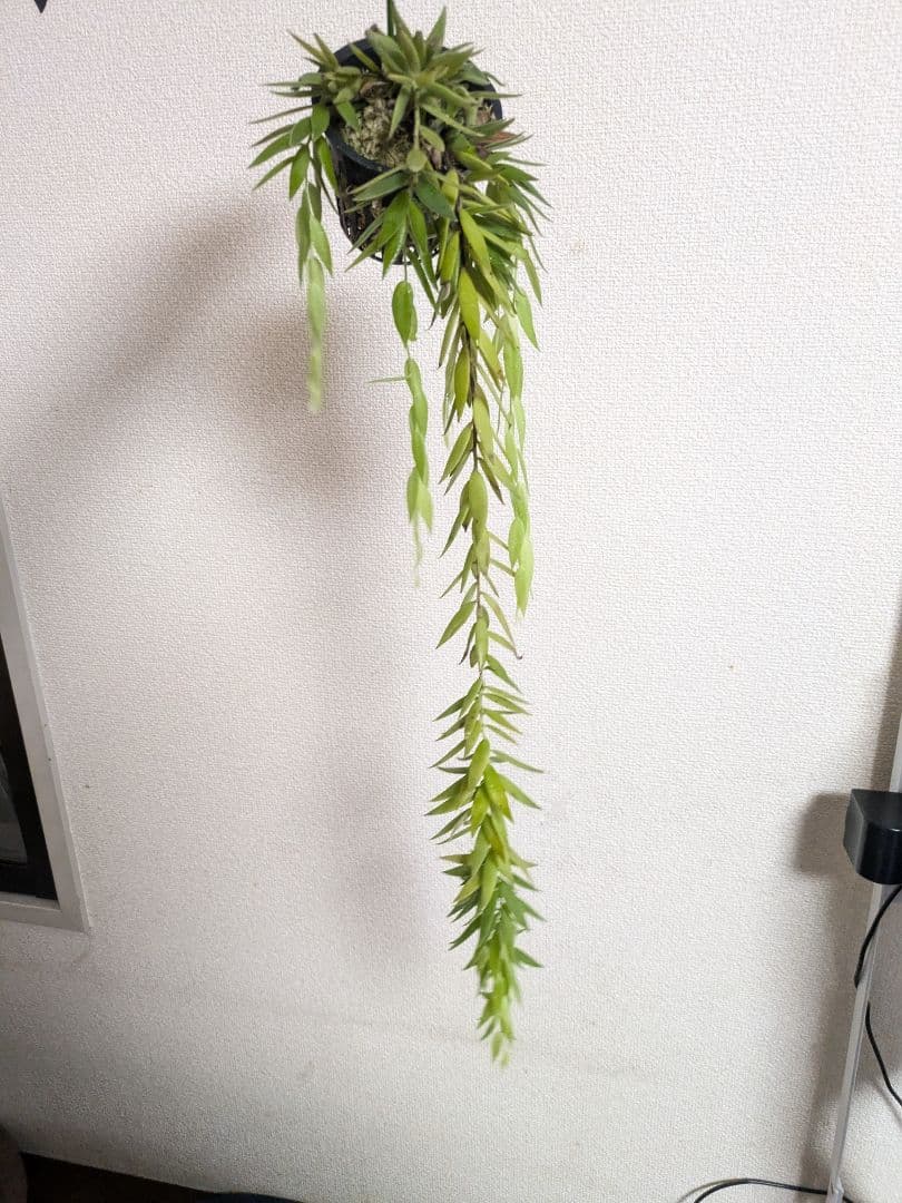 ceratostema rauhii セラトステマ　ケラトステマ　ラウヒー Ceratostema rauhii — Ecuagenera Orquídeas del Ecuador