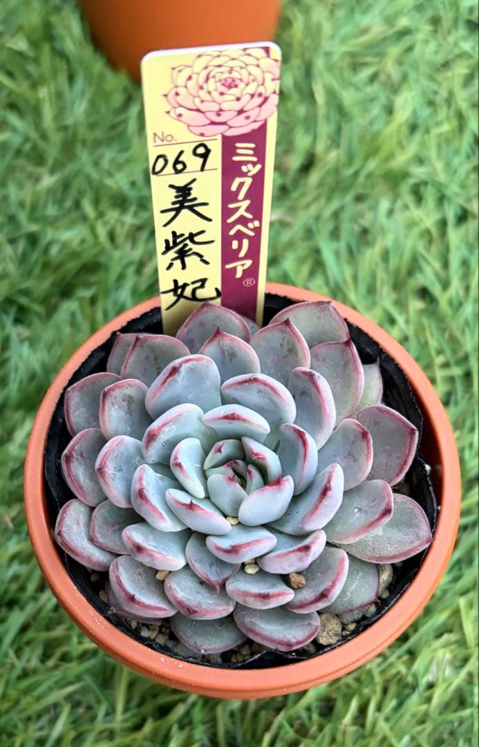 多肉植物 エケベリア おらいさん苗 ミックスベリア 美紫妃 ② 多肉植物 エケベリア おらいさん苗 ミックスベリア 美紫妃 ② 美紫妃