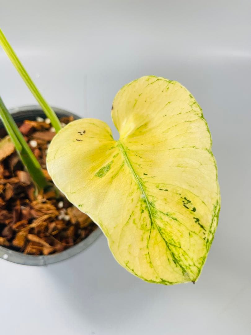 モンステラ ミント サイアム 斑入り Deliciosa Mint Siam Monstera