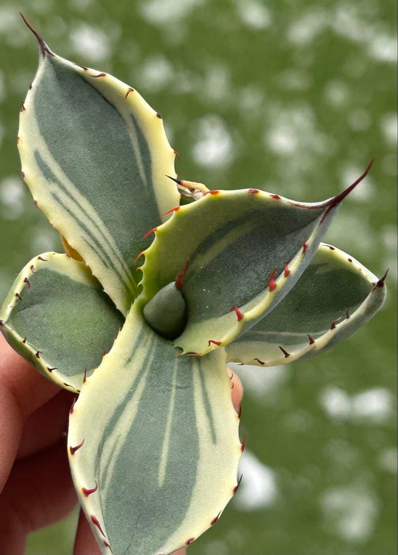 激レア最高級株！発根済み！オリザバ⑤極上株！アガベ　根付き 激レア最高級株！発根済み！オリザバ②極上株！アガベ 根付き