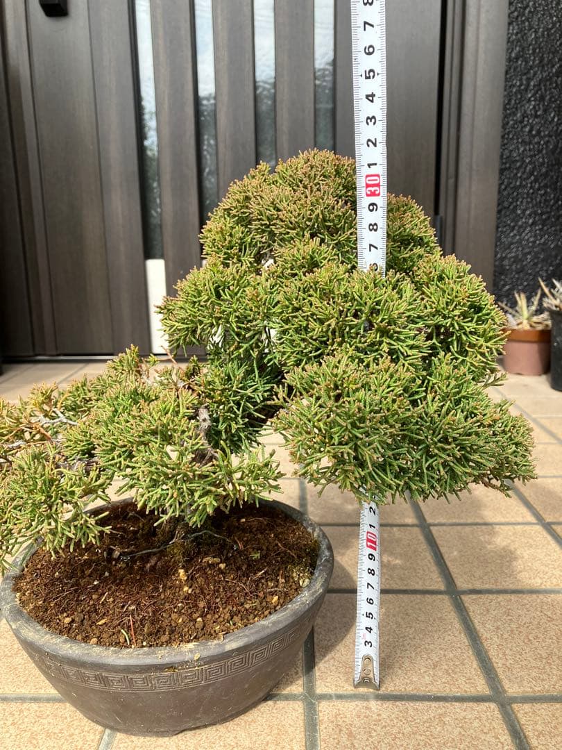 ◉真柏糸魚川盆栽 極上素材 超大特価！早いもの勝ち - メルカリ