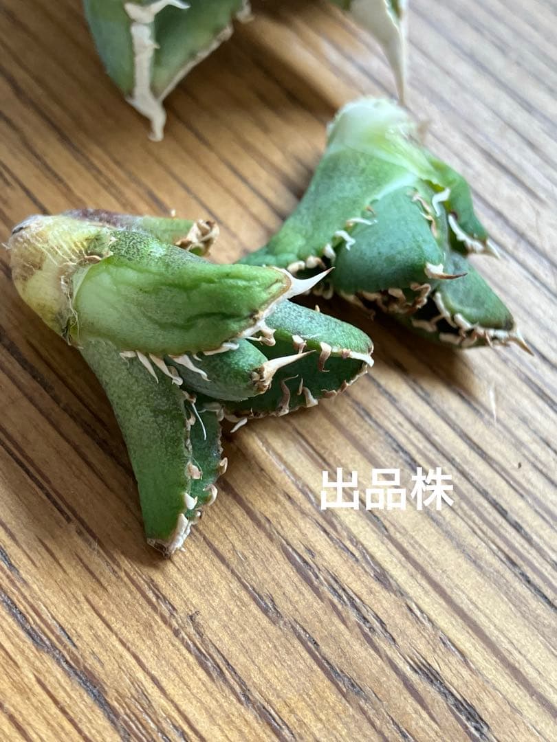 K*s様 【オークション】匿名配送　子株2株　アガべ　白豪刺　OC 脇芽【親株写