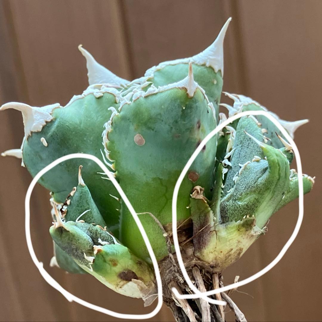 K*s様 【オークション】匿名配送　子株2株　アガべ　白豪刺　OC 脇芽【親株写