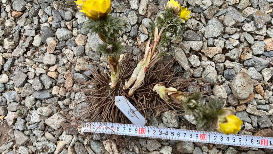 山野草 福寿草 小株2苗⑱