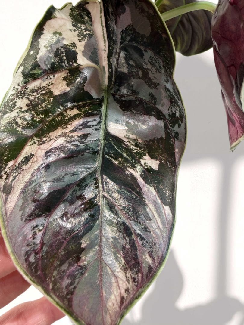 ラスト アロカシア アズラニー 斑入り 芋 ①番 - メルカリ