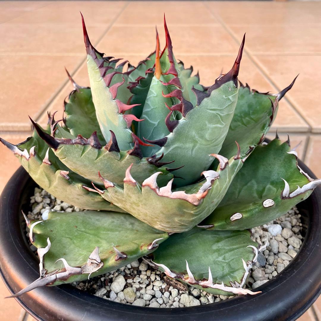 アガベ チタノタ×マルガリータ 希少種 【鉢ごと発送】 - メルカリ
