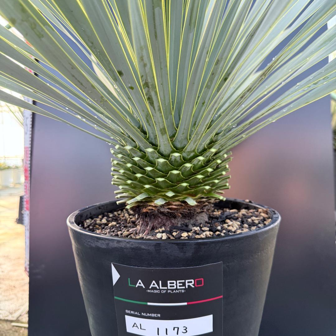 AL1173】ユッカ ロストラータ - メルカリ