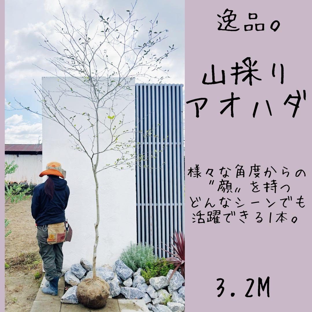 逸品。山採りアオハダ3.2M(鉢底から)