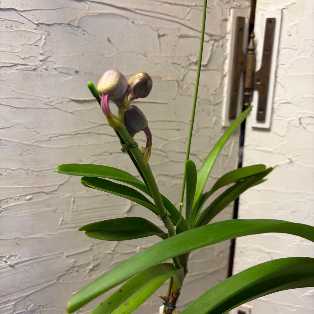 特選】 洋蘭 バンダ 4種4株 サンチャイゴールドスポット - メルカリ