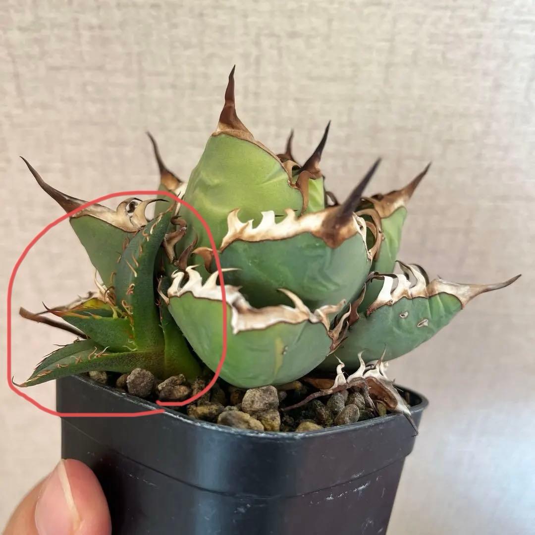 アガベ オテロイ実生【子株】 - メルカリ