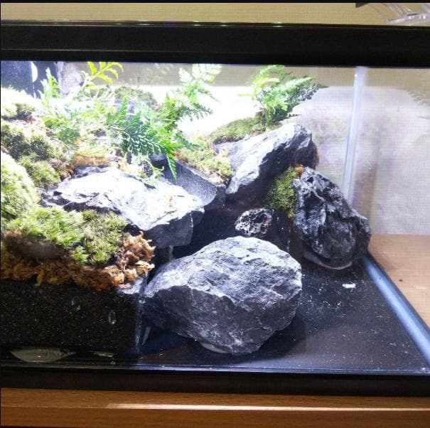 受注生産】滝の流れるアクアテラリウム イモリウム 苔 水槽 苔