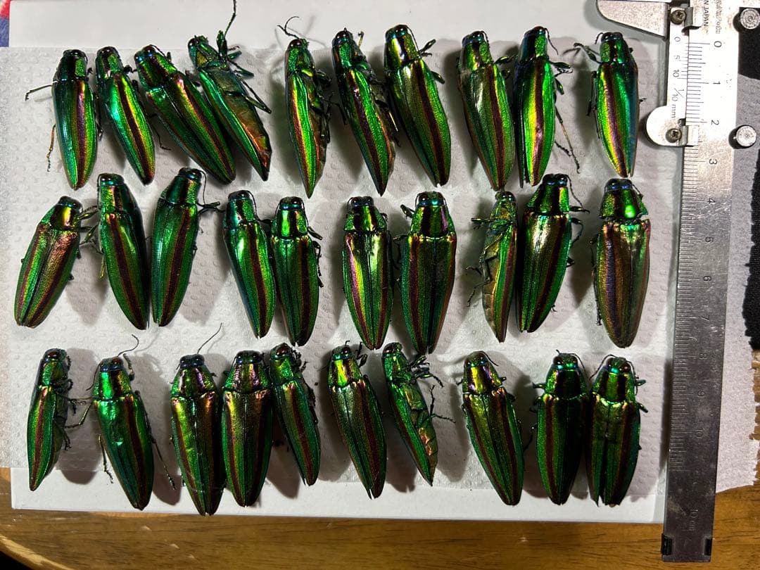 タマムシ 玉虫 美しい緑色と金色の光沢の昆虫標本 約30匹 - メルカリ