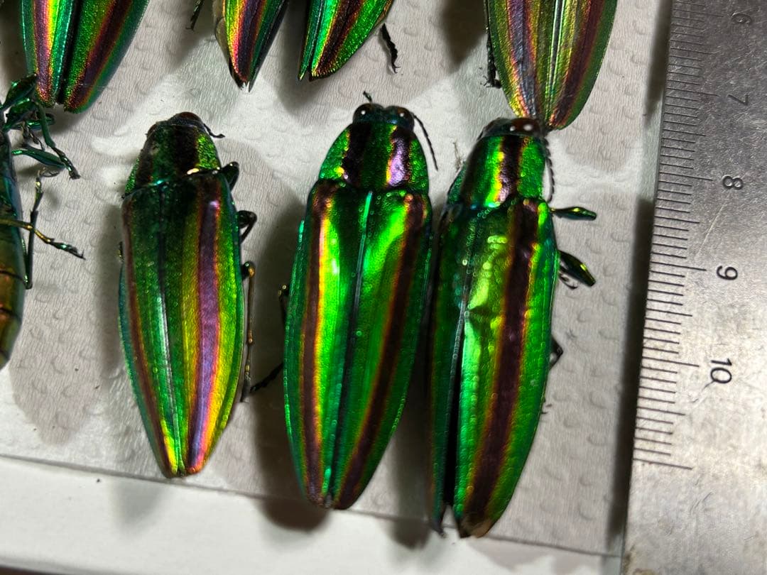 タマムシ 玉虫 美しい緑色と金色の光沢の昆虫標本 約30匹 - メルカリ