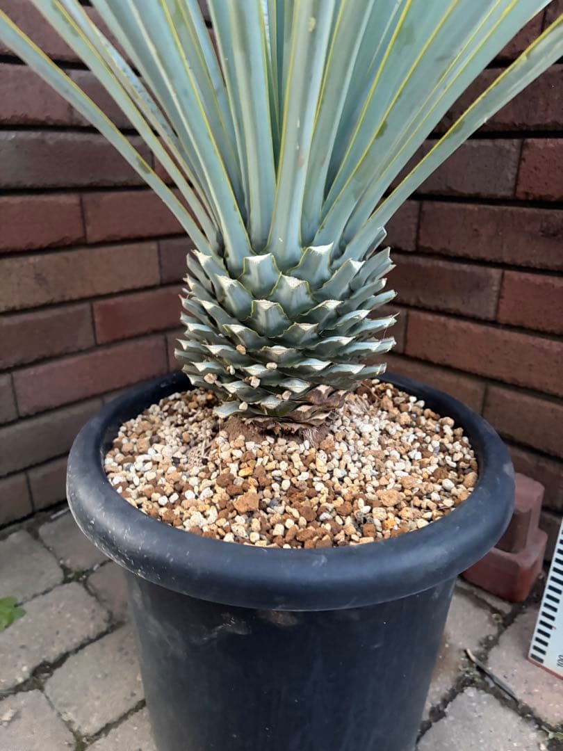 早いもの勝ち　ユッカ　リギダ　あ