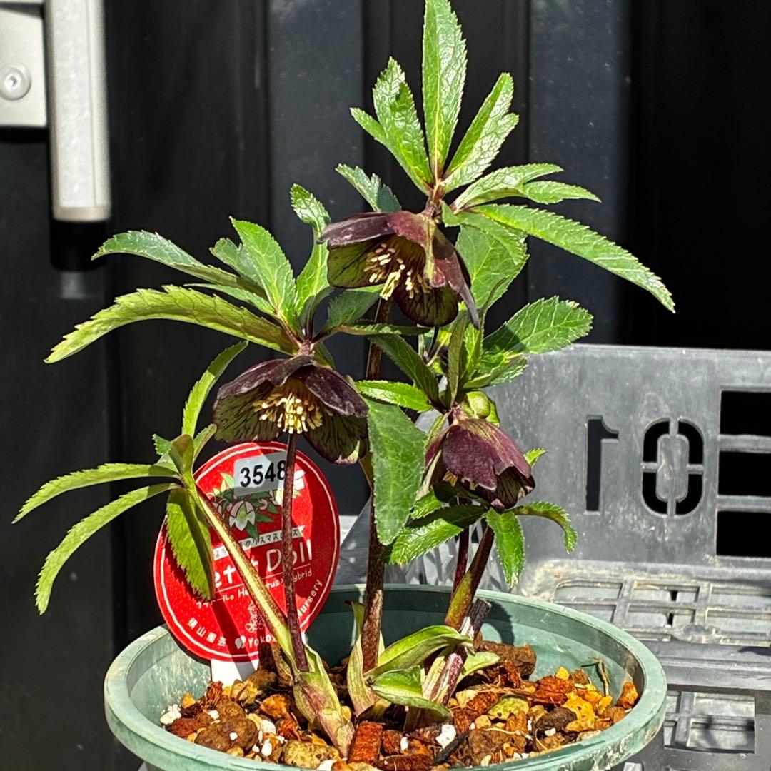 ま*ん様 3548☘️蕾花タグ付き☘️超希少☘️プチドール⭐️小輪⭐️凄ツヤ⭐️