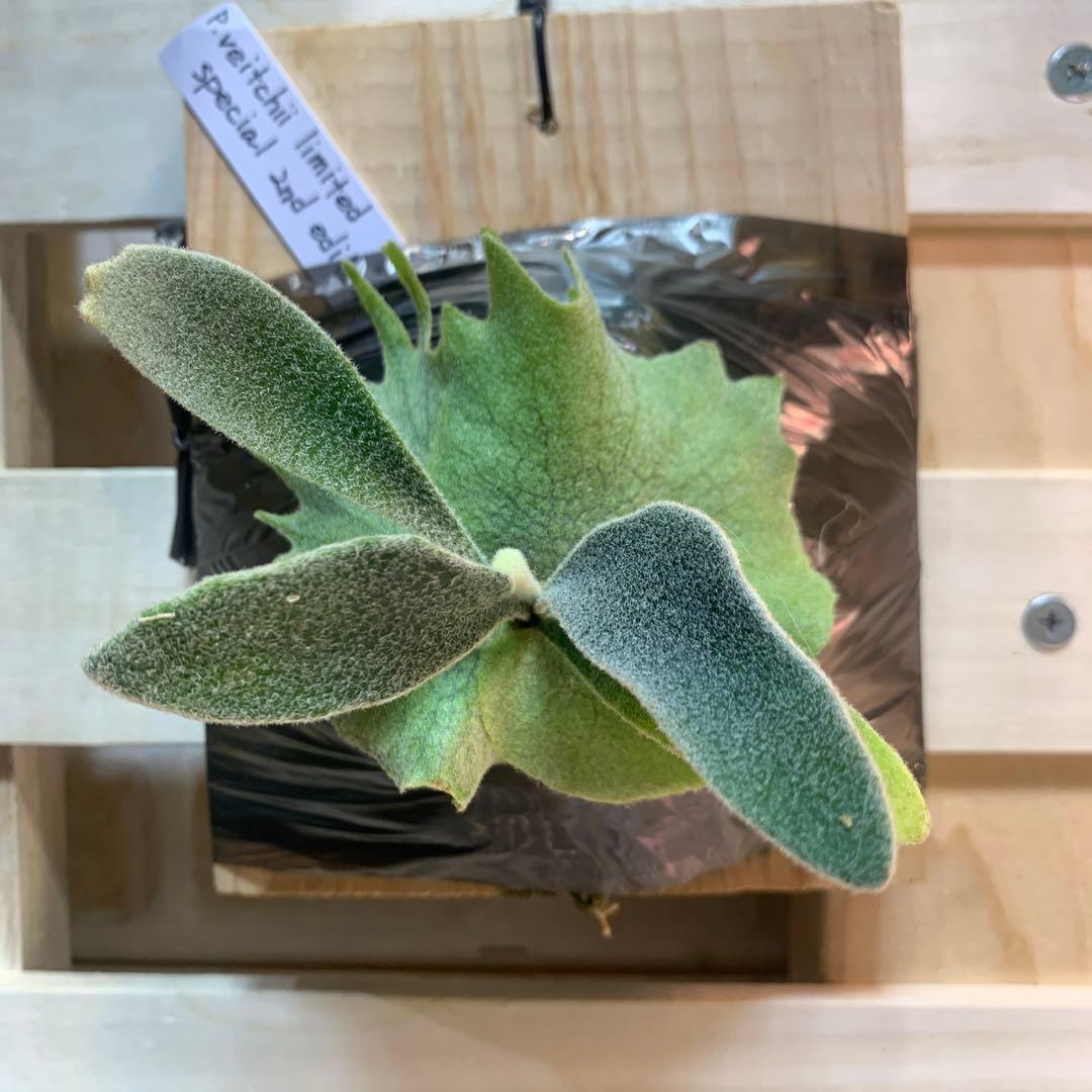 P.veitchii limited special 2nd edition - メルカリ