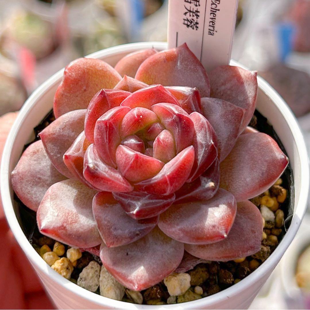 多肉植物 エケベリア 販売会 もんず様 専用ページ