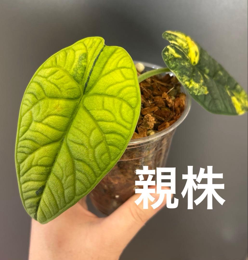 【芋】 アロカシア　メロ　オーレア　斑入り　ラスト 芋】 アロカシア メロ オーレア 斑入り 新芽あり - メルカリ