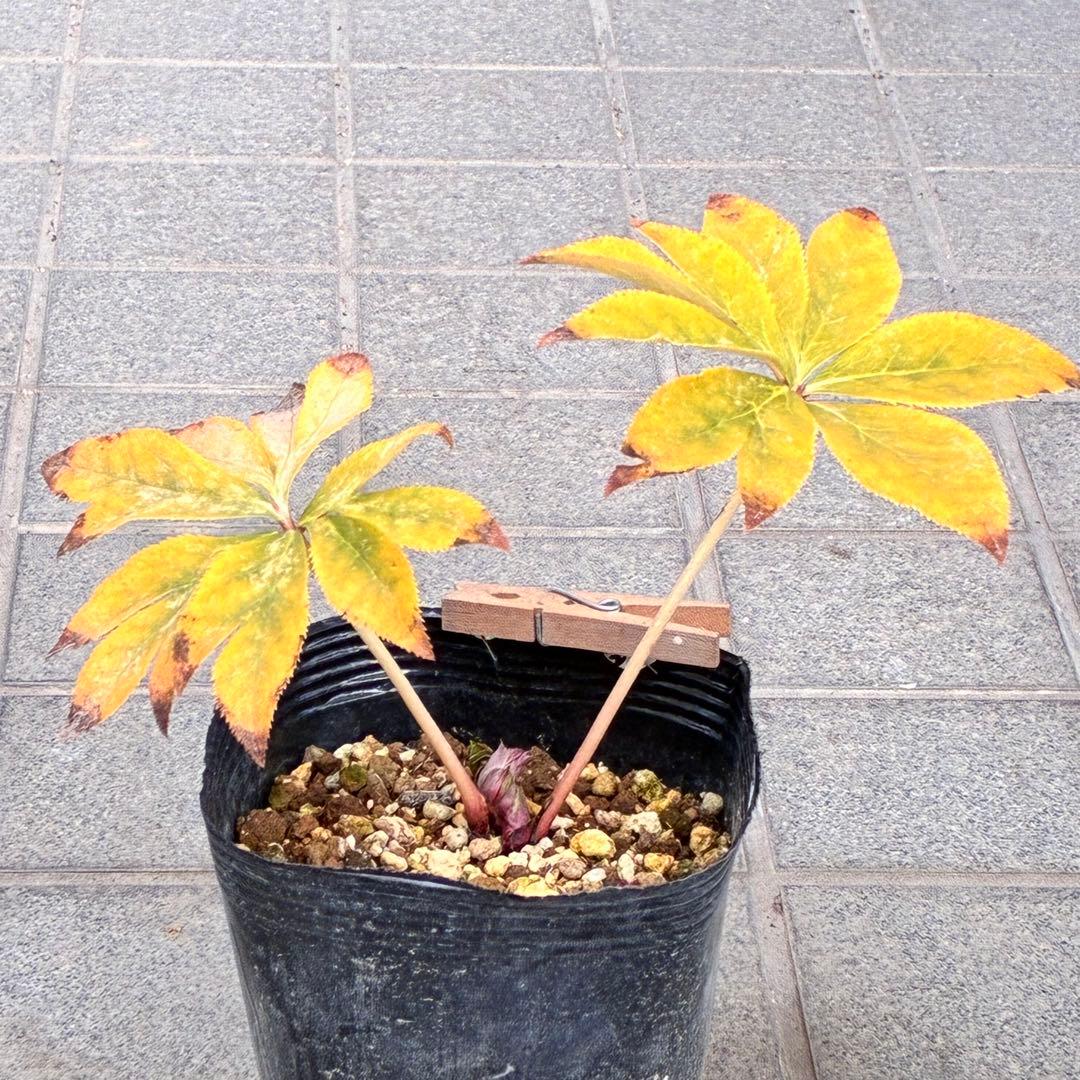 u*0様 ☘️❤️複数❤️蕾付き☘️3376⭐️ぼかし⭐️オーレア⭐️フラッシュ