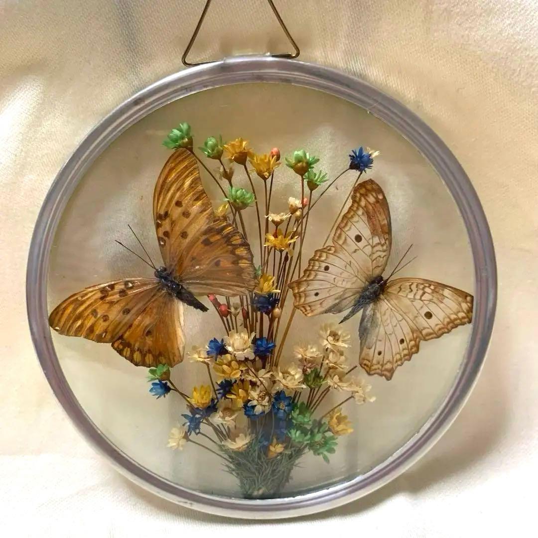 モルフォ蝶 標本 飾り皿 プレート 壁掛け ブラジル製 - メルカリ