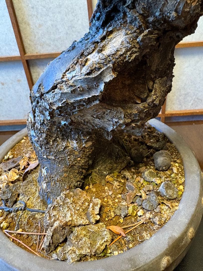 超極太❗️梅盆栽❗️フォロワー150人記念！プレゼント価格！激安❗️緋梅野梅黒松真柏