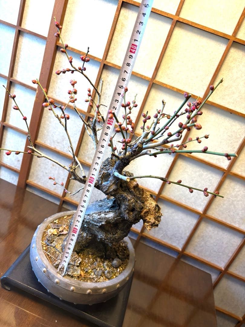 超極太❗️梅盆栽❗️フォロワー150人記念！プレゼント価格！激安❗️緋梅野梅黒松真柏