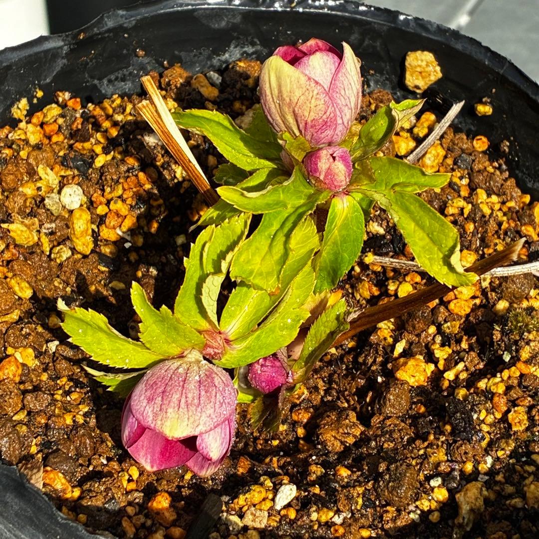 も*読様 3537☘️⭐️沢山⭐️蕾花付き☘️6号☘️極上☘️⭐️小輪⭐️ ハー