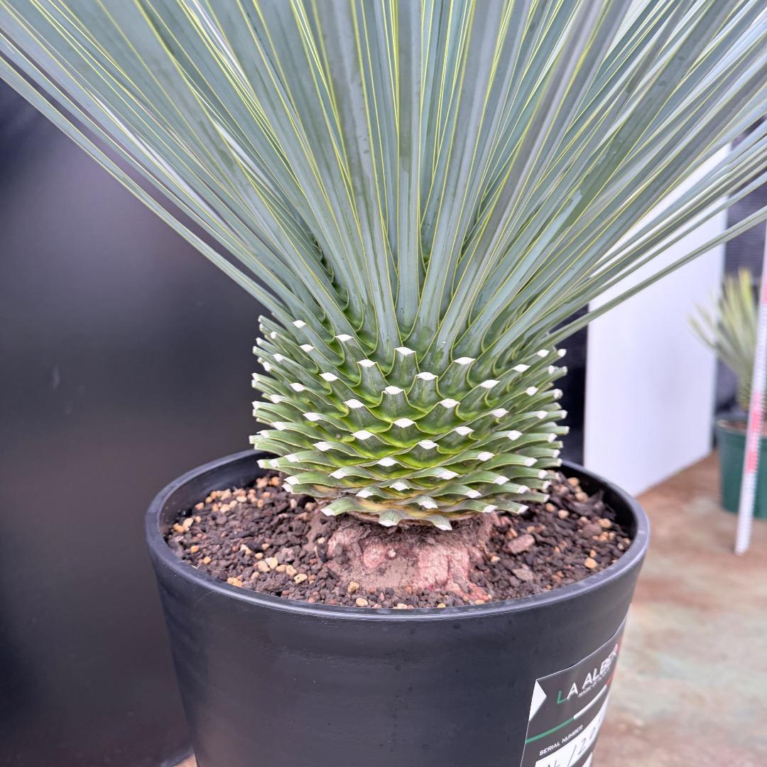 AL1204】ユッカ ロストラータ ランチョブルー（品種名）極太 - メルカリ